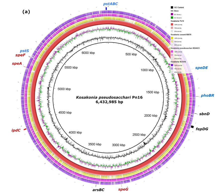 Assessment of Plant-Growth Promoting Potential of Bacteria Isolated from Amazonian Black Pepper Roots
